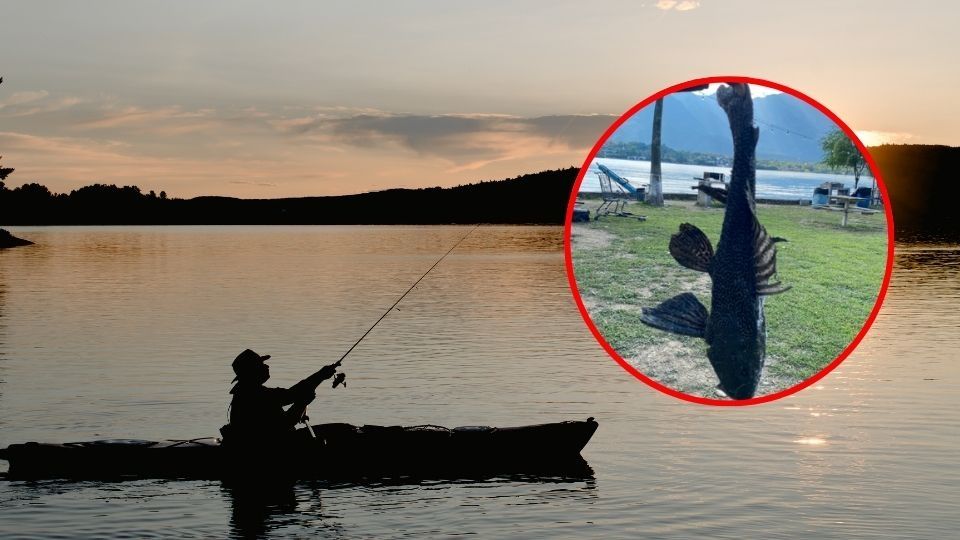 Conoce por qué esta especie es tan peligrosa