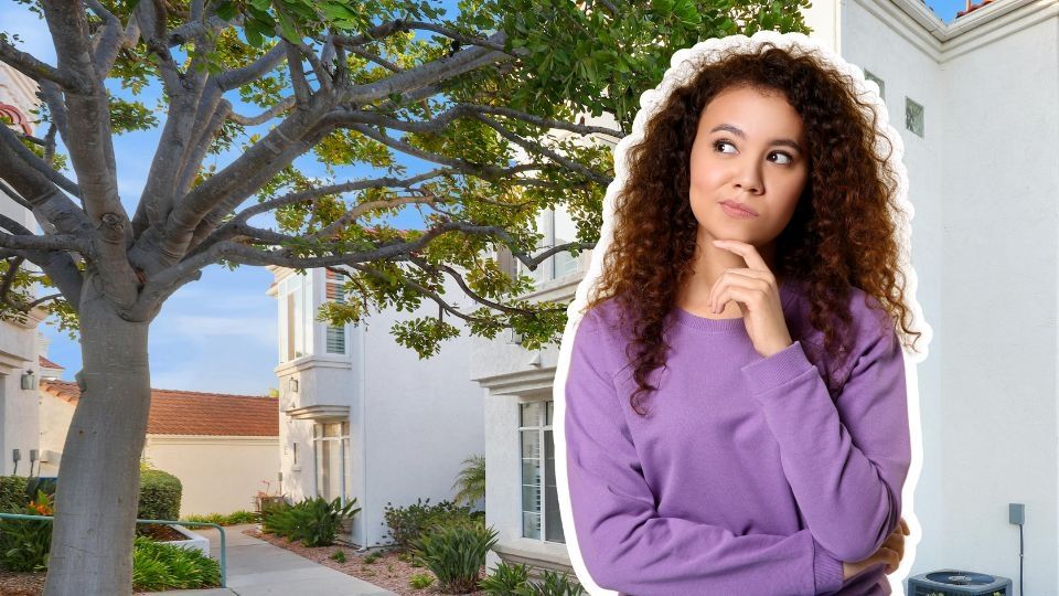 Conoce como puedes reportar un árbol seco para su retiro