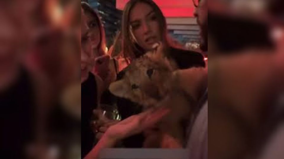 El cachorro de león llamó la atención de los invitados a la fiesta.