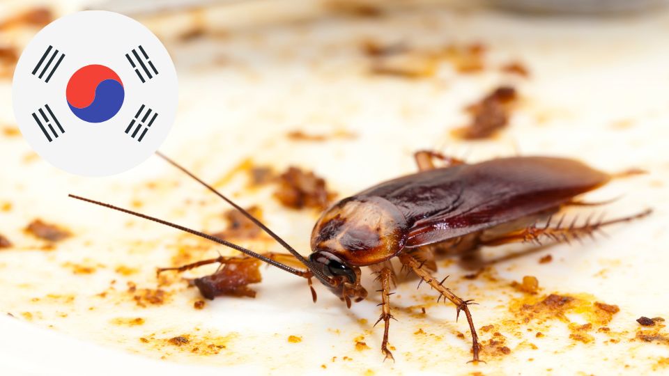 Cucaracha se alimenta de sobras de comida