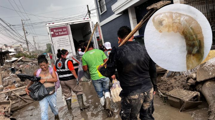 Reportan aparición de gusano cola de rata tras inundaciones en Veracruz
