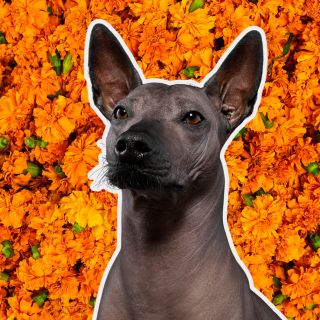 Aprueba Senado crear el Día Nacional del Xoloitzcuintle