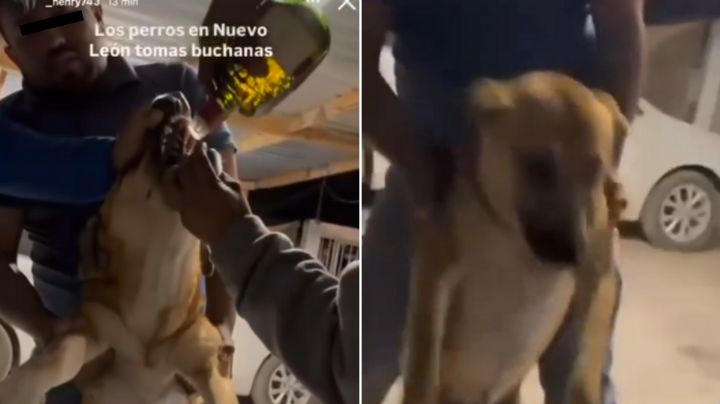 Indignación en NL: Hombres obligan a perrito a beber whisky en Aramberri