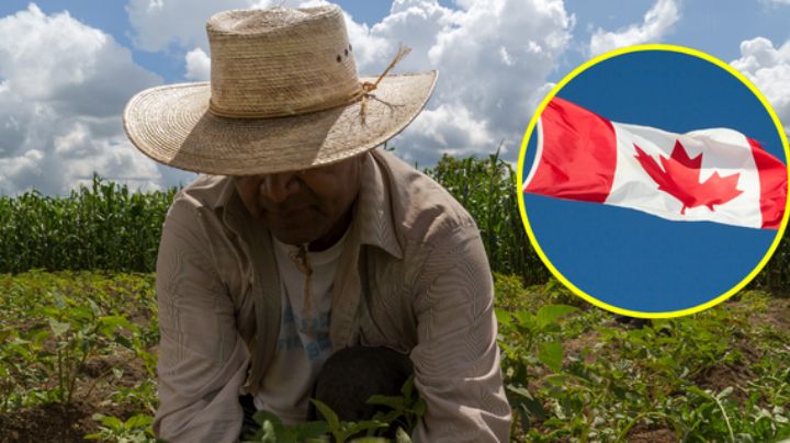 Canadá ofrece empleo para mexicanos con sueldo de 80 mil pesos; sólo piden preparatoria
