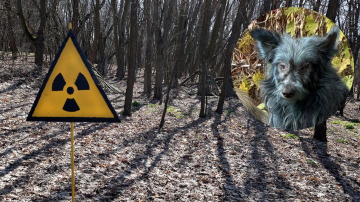 Hallan a 3 perros ‘azules’ cerca de la planta nuclear de Chernóbil