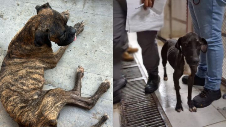 Aprueban aumentar a 1 año de prisión por maltrato animal en NL