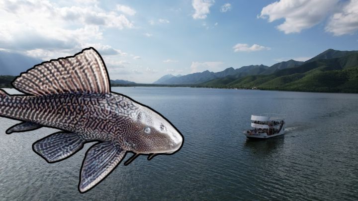 Pescadores reportan reaparición del pez diablo en la presa de la Boca