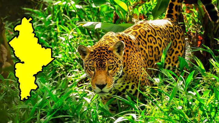 ¿Jaguares en Nuevo León? Buscan presencia de felino en este municipio
