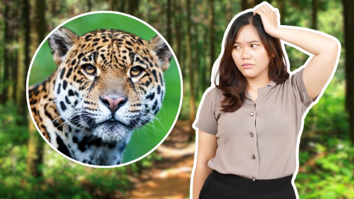 Jaguar en Nuevo León ¿Es normal el avistamiento del animal en el estado?