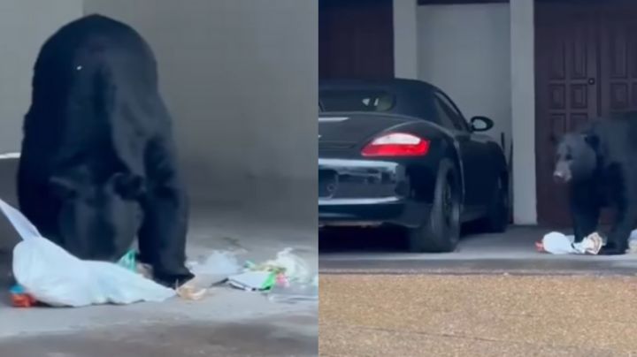 Oso 'pasea' en parque y busca comida en casa de San Pedro