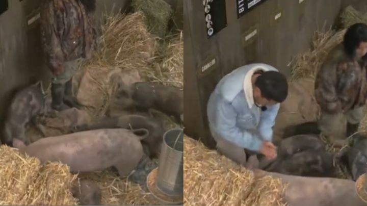 Señalan a La Bea y a Teo por maltratar a los cerditos de La Granja VIP