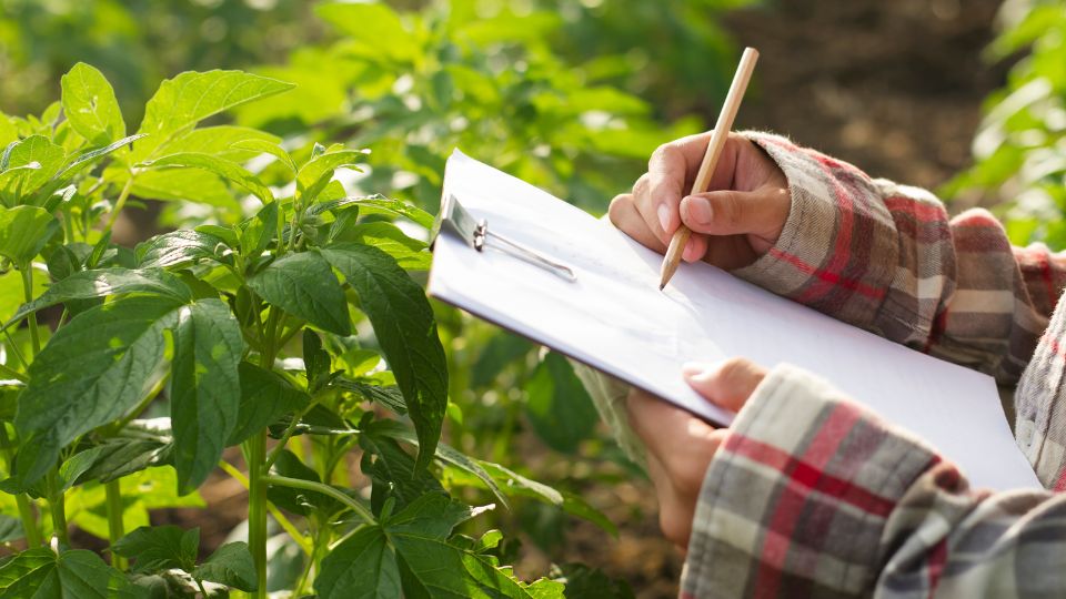 Trabajador del sector agrícola apunta detalles sobre producción