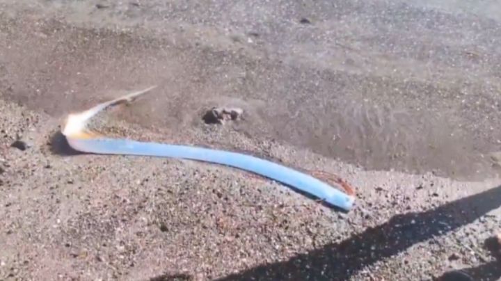 Pez remo emerge en playa de Baja California Sur, ¿por qué se le dice 'el pez del fin del mundo'?