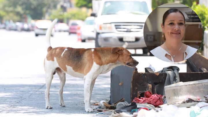 Proponen programa permanente de esterilización para perros y gatos en Nuevo León