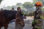 Rescatan a animales domésticos de incendio en tarimera de Santa Catarina