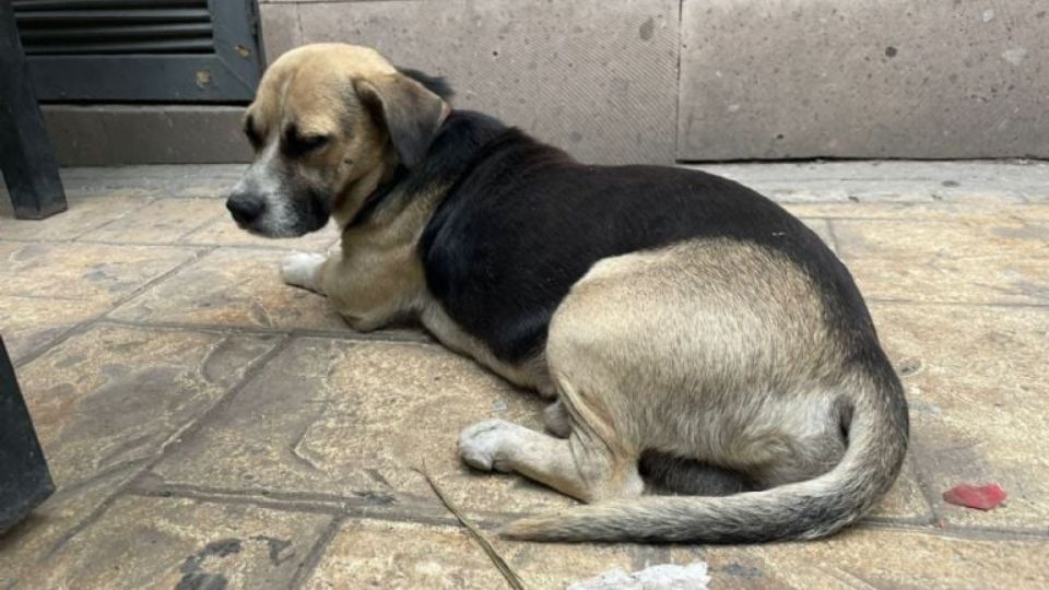 Perrito 'Licenciado Felipe'.