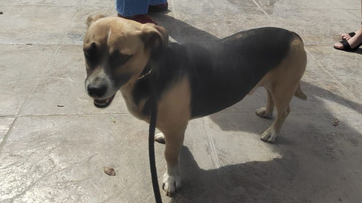 Reaparece el perrito 'Lic. Felipe' en la Facultad de Derecho y Criminología de la UANL