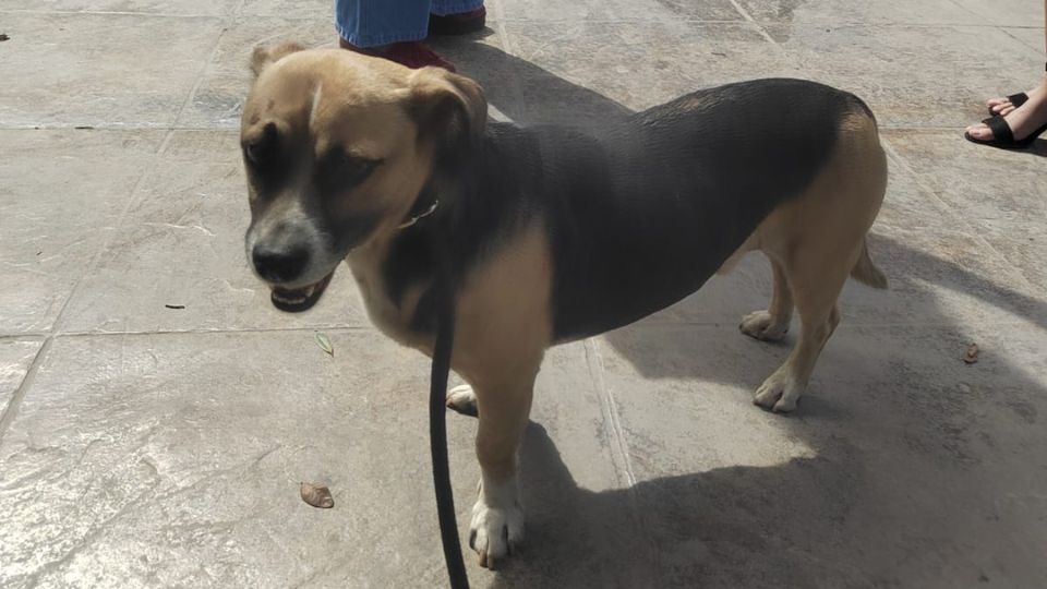 Reaparece el perrito 'Lic. Felipe' en la Facultad de Derecho y Criminología de la UANL.