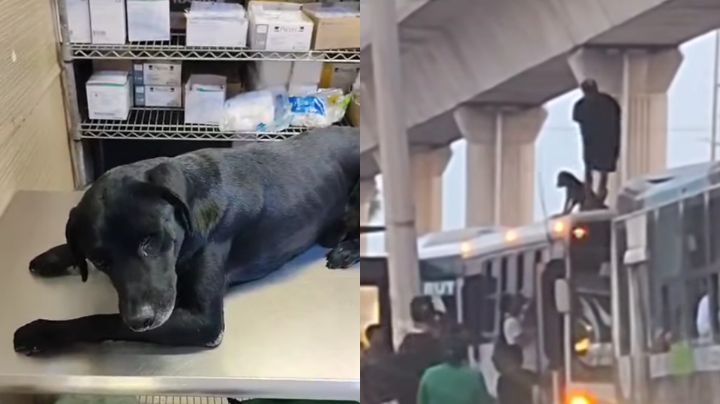 Lanzan a perrito desde estación del Metro; cae sobre camión en Monterrey