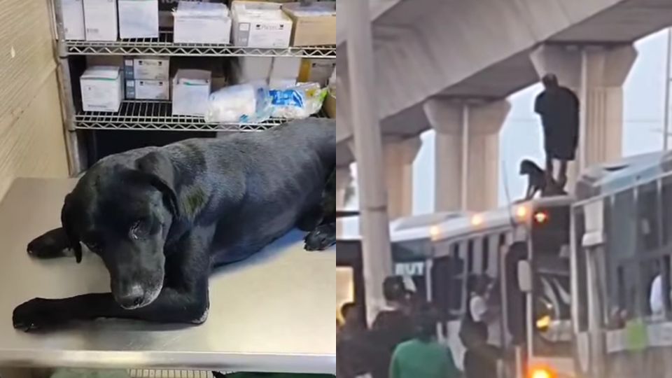 Perrito agredido en Monterrey