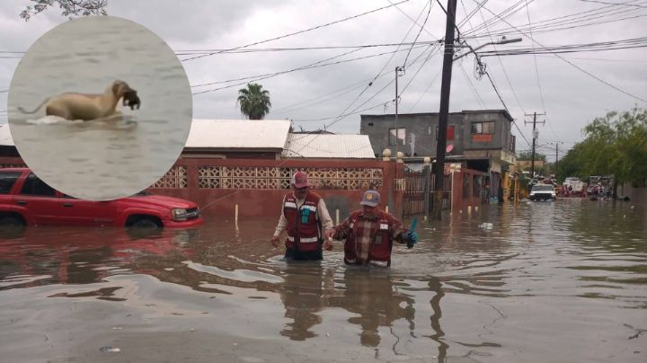 Perrita cruza inundación y pone a salvo a su cachorro en Reynosa