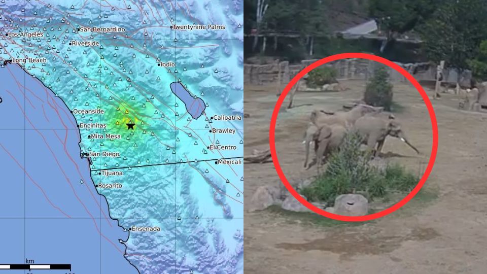 Elefantes crean círculo durante sismo en San Diego