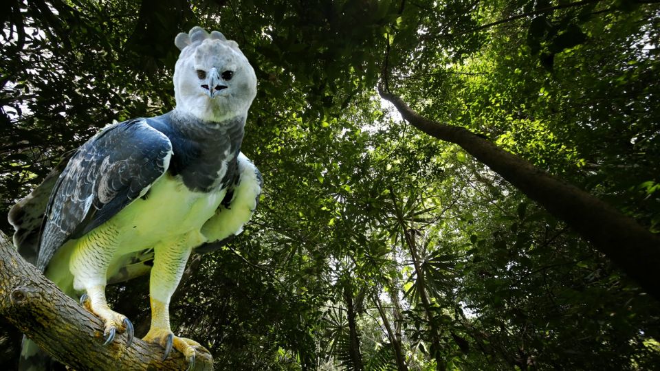 Águila harpía es avistada nuevamente en México