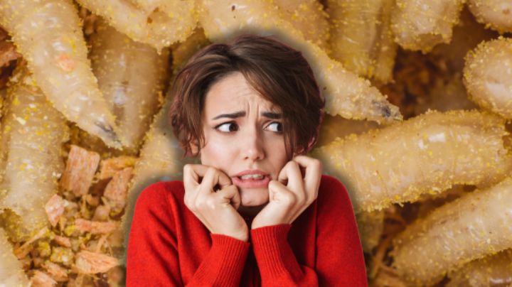 Gusano barrenador: qué es la miasis, cómo se contagia y qué síntomas provoca