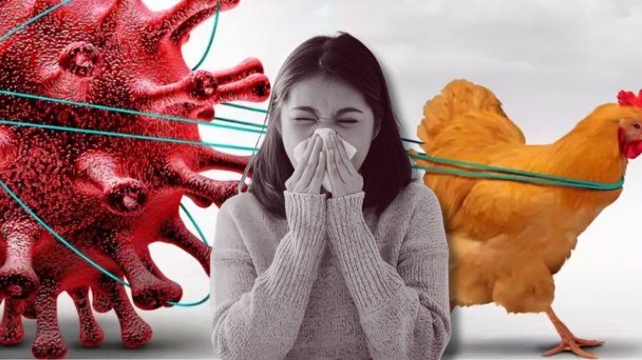 Gripe aviar H5N1: estos son los síntomas y cómo evitar el contagio en humanos