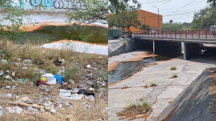 Reportan borregos, cabras y gallinas muertas por derrame químico de Ternium en Apodaca