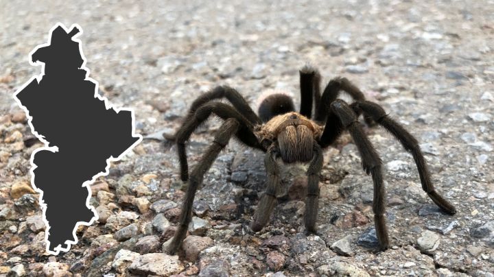 Regresa el calor… y las tarántulas a Nuevo León: ¿Dónde viven y por qué no debes lastimarlas?