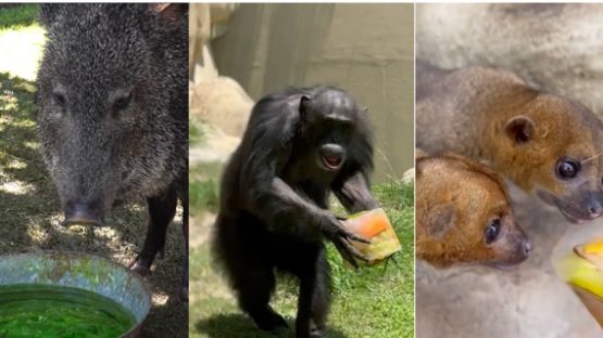 Animales de La Pastora enfrentan ola de calor en NL con suero oral y snacks congelados