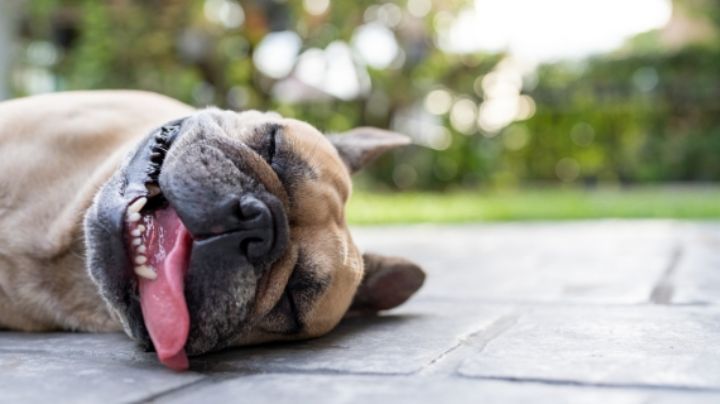 ¿Tu perro tiene un golpe de calor? Síntomas y primeros auxilios según veterinarios