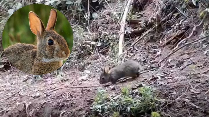Reaparece conejo Omiltemi en México; no había sido visto en los últimos 120 años