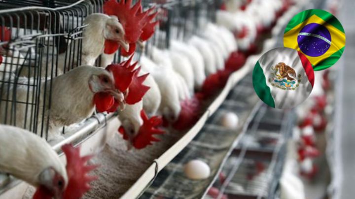 México deja de importar productos avícolas de Brasil por influenza aviar