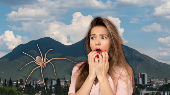 Temporada de araña violinista: ¿cómo prevenir su presencia en casa?