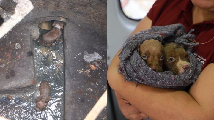 De película: equipo de Manuel Guerra Cavazos rescata a cachorritos atrapados en alcantarilla