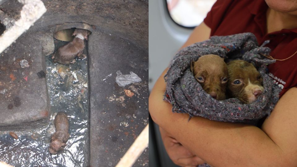 De película: equipo de Manuel Guerra Cavazos rescata a cachorritos atrapados en alcantarilla.