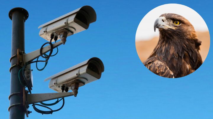 Cámaras del C-5 captan águila real ‘vigilando’ la Ciudad de México