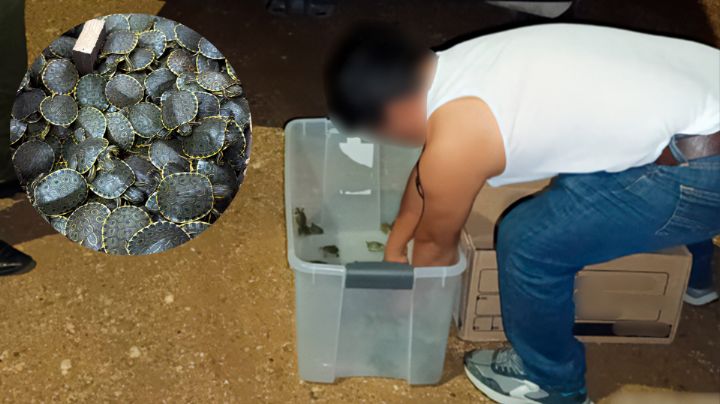 Rescatan a 3 mil tortugas hacinadas en cajas de cartón en Chiapas