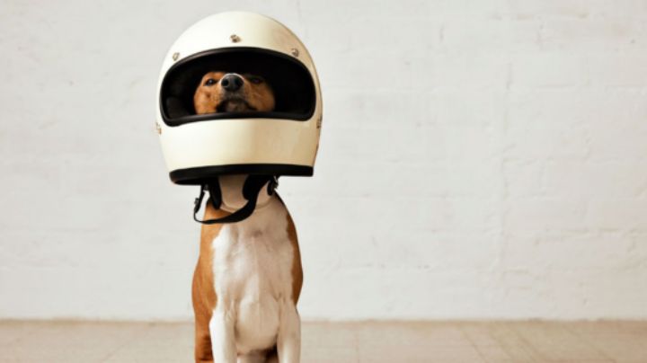 ¿Puedo llevar a mi mascota en Moto en Monterrey? Lo que debes saber