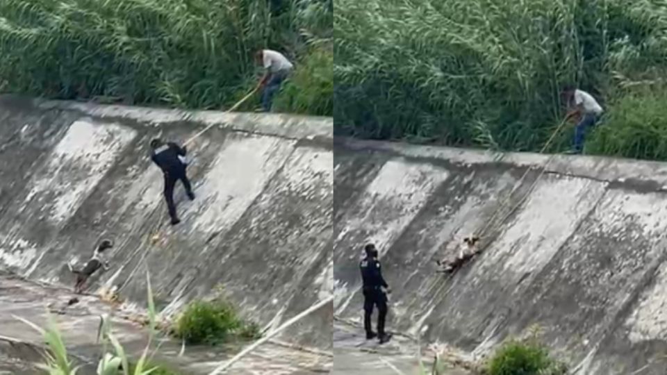 Momento en que el perrito era rescatado del arroyo La Talaverna.