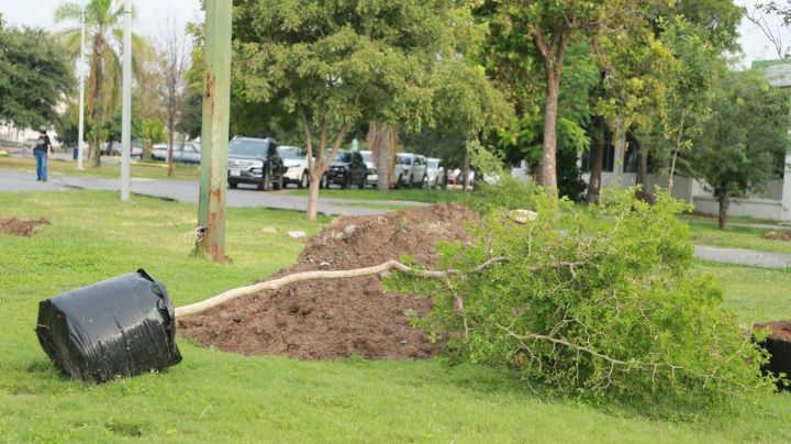 Municipios impulsan reforestación sin transparentar gasto aplicado