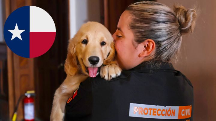 Perritos rescatistas de Nuevo León buscarán a desaparecidos por inundaciones en Texas