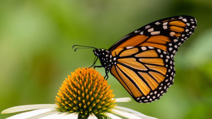 Cómo ayudar a las mariposas monarca desde Monterrey: plantas, hábitos y tips
