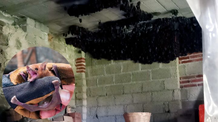 Familia de Tlaxcala ‘adopta’ a 2 mil murciélagos en su casa