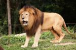 León escapa de rancho; mata a hombre en Edomex
