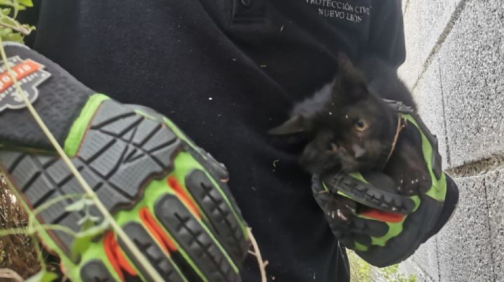 Rescatan a minino abandonado en lote baldío de Santa Catarina