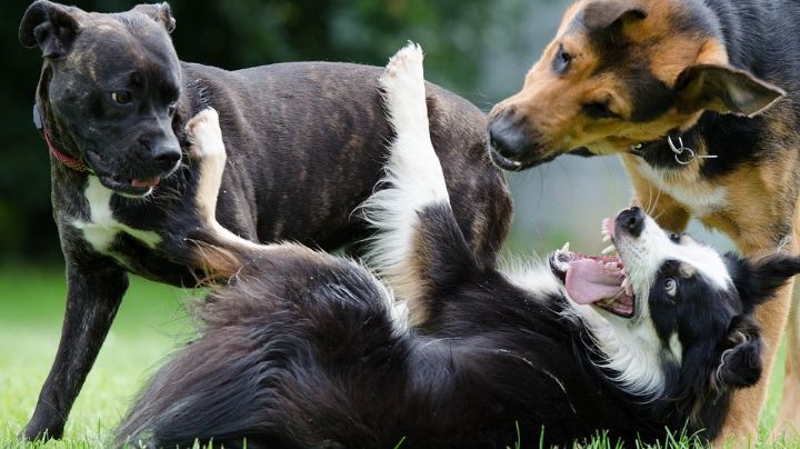 Adiós a las perreras: Aprueban Centro de Bienestar Animal obligatorios