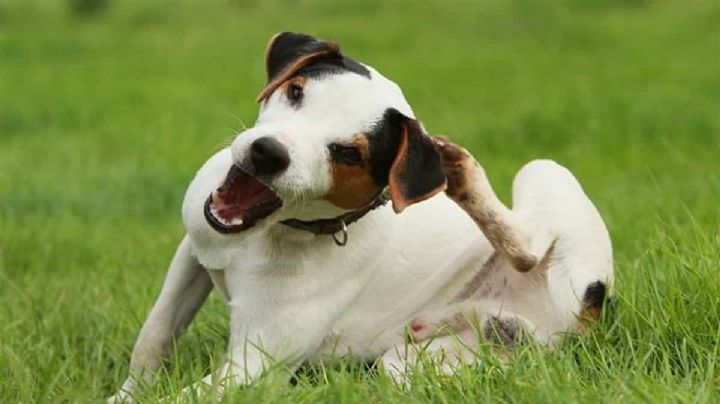 Afecciones emocionales lleva a personas a buscar apoyo en mascotas: Experta